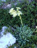 Saxifraga callosa